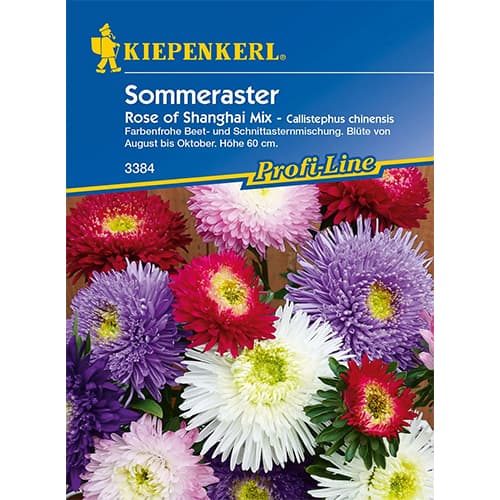 Astra čínska Rose of Shanghai artikel fotografia 1 Astra čínska Rose of Shanghai obrázok 1 artikel 86317