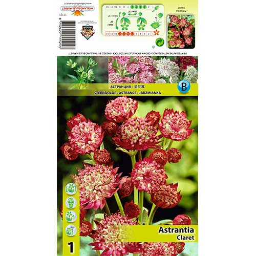 Astrantia Claret obrázok 1 artikel 70349