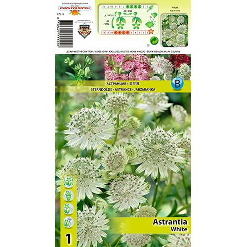 Astrantia White obrázok 1 artikel 70350