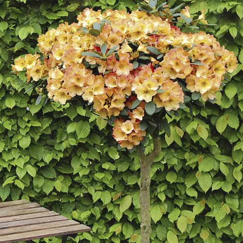 Azalka Goldtopas, С6 artikel fotografia 1 Azalka Goldtopas, С6 obrázok 1 artikel 7711