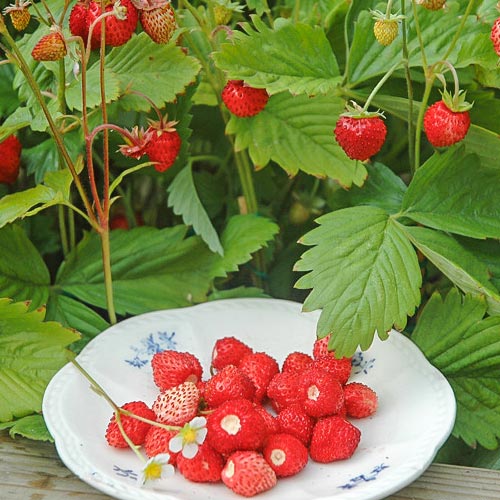 Jahoda Lesná Alexandria obrázok 1 artikel 9607