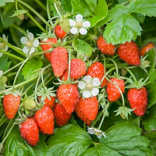 Jahoda Baron von Solemacher obrázok 1 artikel 9604