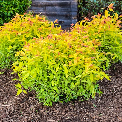 Tavoľník japonský Snowmound obrázok 2 artikel 9193