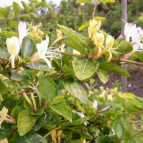 Zemolez japonský Variegata obrázok 1 artikel 9180