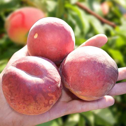 Broskyňa Paty obrázok 1 artikel 4299