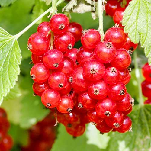 Ríbezľa červená Rosetta obrázok 1 artikel 7604