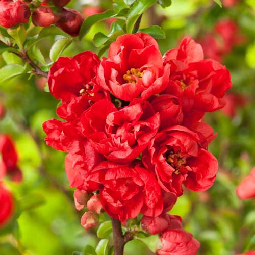 Dula japonska Red Joy obrázok 1 artikel 9203