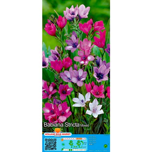 Babiana Mixed obrázok 1 artikel 76380