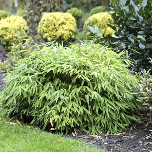 Bambus Elias PBR, C5 artikel fotografia 1 Bambus Elias PBR, C5 obrázok 1 artikel 8533