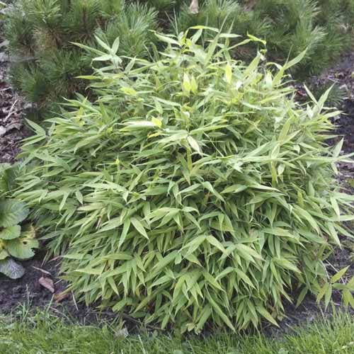 Bambus Lolliloops PBR, C5 obrázok 1 artikel 8534