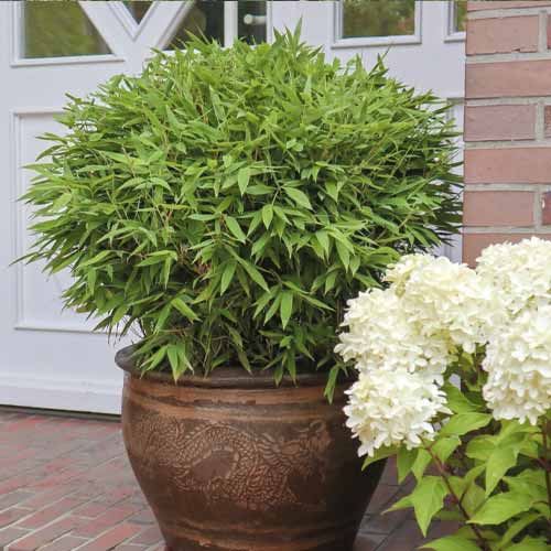 Bambus Moontears PBR, C5 obrázok 1 artikel 8535