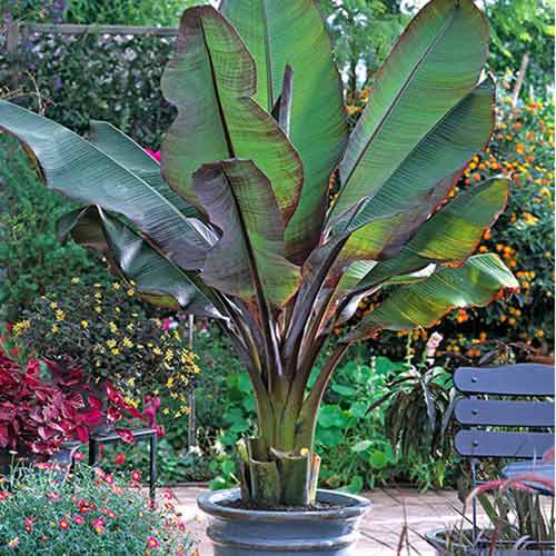 Banánovník Maurella obrázok 1 artikel 77810