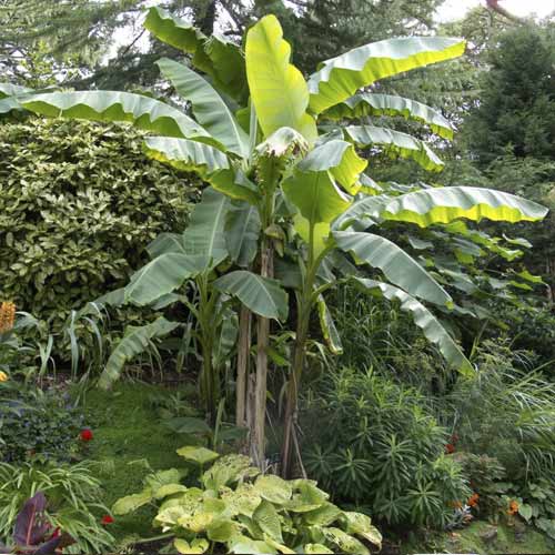 Banánovník (Musa bajo), C7,5 obrázok 1 artikel 8558