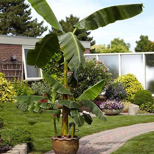 Banánovník Musa basjoo obrázok 1 artikel 76634