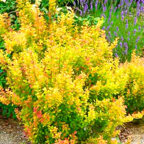 Barberry Orange Torch artikel fotografia 1 Barberry Orange Torch obrázok 1 artikel 5588