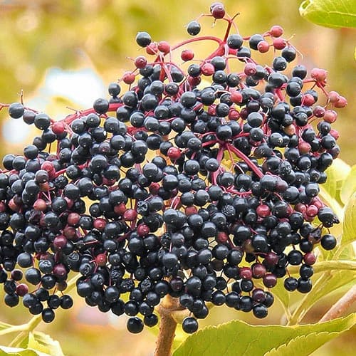 Baza čierna artikel fotografia 1 Baza čierna obrázok 1 artikel 4702