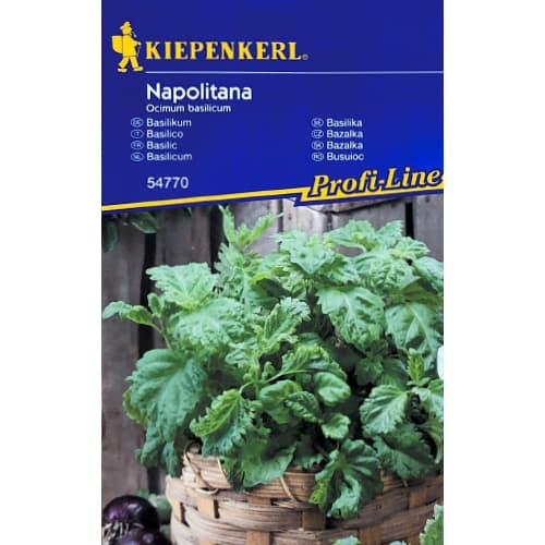 Bazalka Napolitana artikel fotografia 1 Bazalka Napolitana obrázok 1 artikel 50002