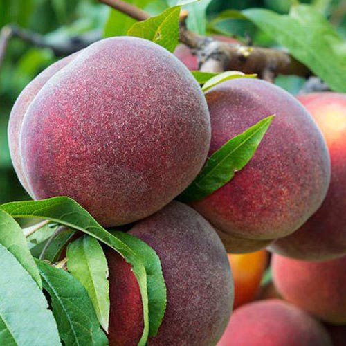 Broskyňa Kingpart, С2 obrázok 1 artikel 7991