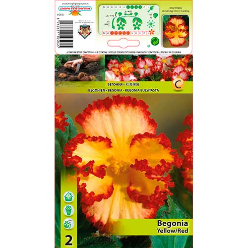 Begónia Crispa/Marg Yellow/Red obrázok 1 artikel 76184