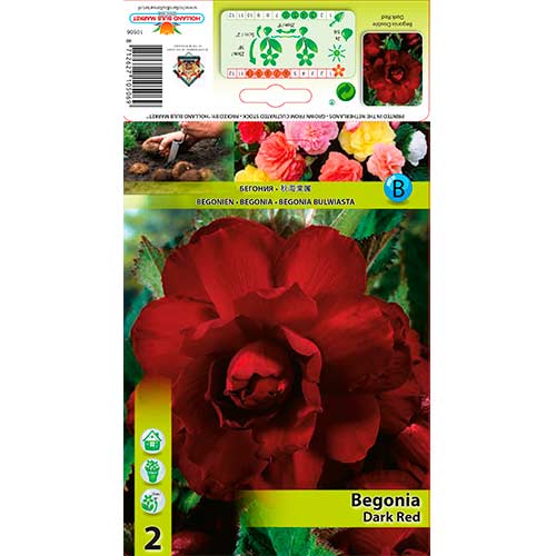 Begónia Double Dark Red artikel fotografia 1 Begónia Double Dark Red obrázok 1 artikel 76185