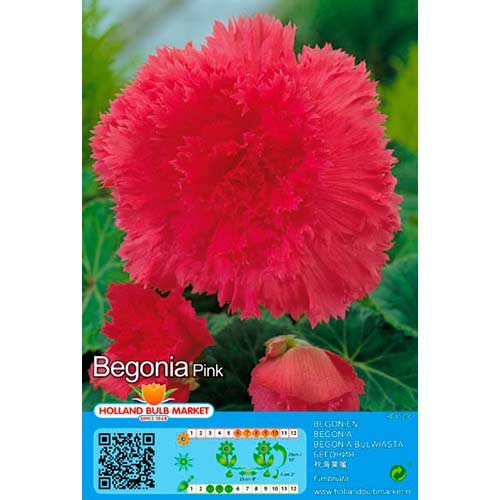 Begónia Double Pink artikel fotografia 1 Begónia Double Pink obrázok 1 artikel 76382