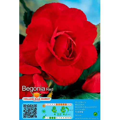 Begónia Double Red obrázok 1 artikel 70461