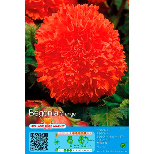 Begónia Fimbriata Orange artikel fotografia 1 Begónia Fimbriata Orange obrázok 1 artikel 76387