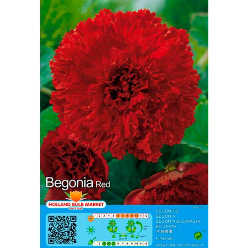 Begónia Fimbriata Red artikel fotografia 1 Begónia Fimbriata Red obrázok 1 artikel 76389