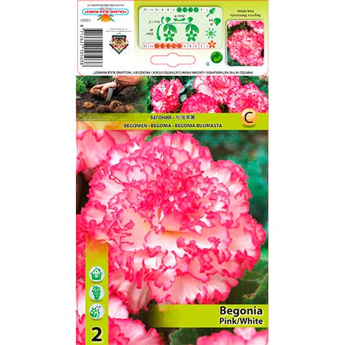 Begónia Marmorata Pink/White artikel fotografia 1 Begónia Marmorata Pink/White obrázok 1 artikel 70352