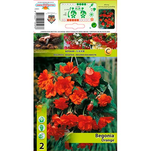 Begónia Pendula Orange obrázok 1 artikel 76189