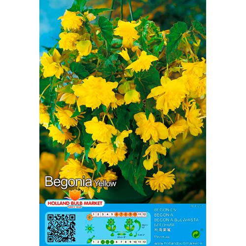Begónia Pendula Yellow obrázok 1 artikel 76394