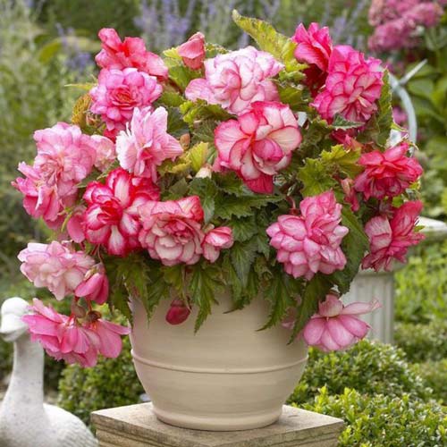 Begónia Picotee Cascade Florence obrázok 2 artikel 70354