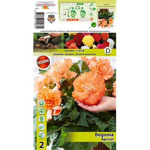 Begónia Ruffled Apricot artikel fotografia 1 Begónia Ruffled Apricot obrázok 1 artikel 70358
