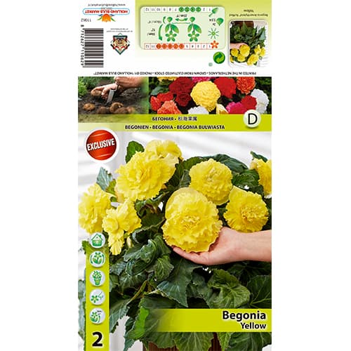 Begónia Ruffled Yellow artikel fotografia 1 Begónia Ruffled Yellow obrázok 1 artikel 70359