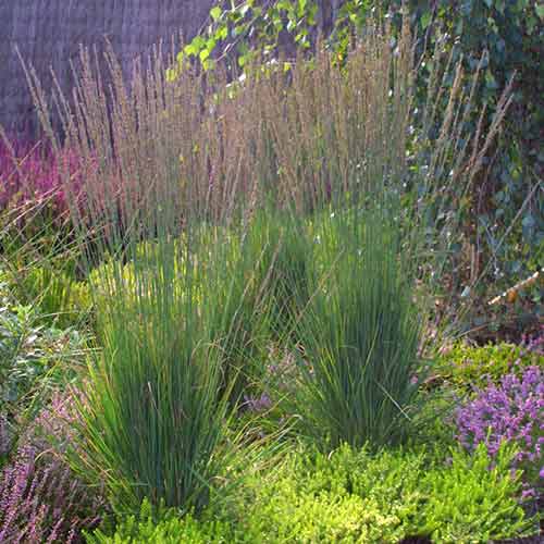 Bezkolenec Moorhexe obrázok 1 artikel 4772