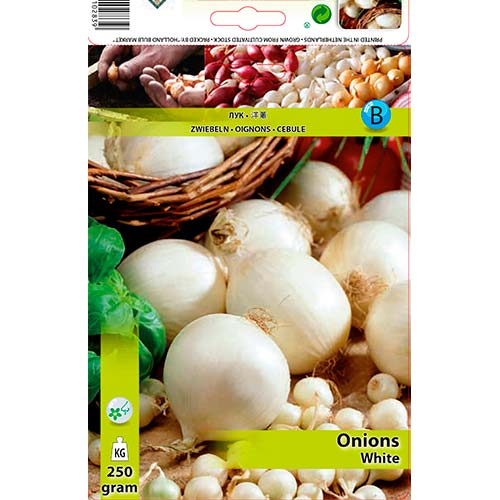 Biela cibuľa artikel fotografia 1 Biela cibuľa obrázok 1 artikel 70497
