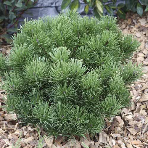 Borovica himalájska Pumillio, C2 artikel fotografia 1 Borovica himalájska Pumillio, C2 obrázok 1 artikel 7748