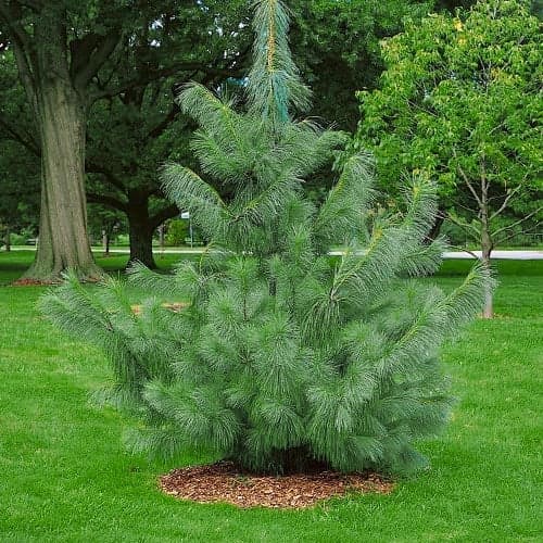 Borovica himalájska, Р9 artikel fotografia 1 Borovica himalájska, Р9 obrázok 1 artikel 9409