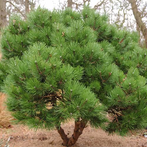 Borovica čierna obrázok 1 artikel 9689