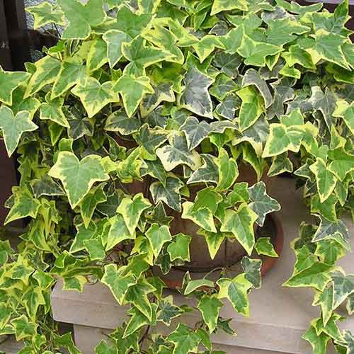 Brečtan Ester artikel fotografia 1 Brečtan Ester obrázok 1 artikel 4777