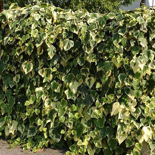 Brečtan Gloire de Marengo obrázok 1 artikel 4774