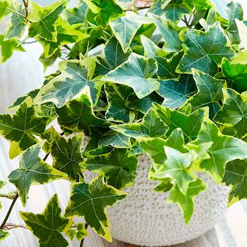 Brečtan Golden Child artikel fotografia 1 Brečtan Golden Child obrázok 1 artikel 4778