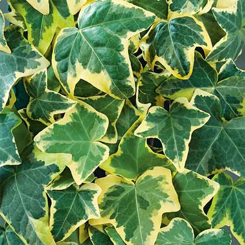 Brečtan Golden Mathilda obrázok 1 artikel 4779