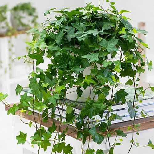 Brečtan helix obrázok 1 artikel 4776