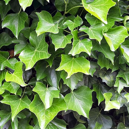 Brečtan hibernica, P9 obrázok 1 artikel 9081