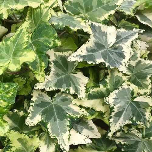 Brečtan Kolibri obrázok 1 artikel 4781