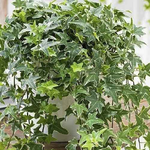 Brečtan Mona Lisa artikel fotografia 1 Brečtan Mona Lisa obrázok 1 artikel 4782