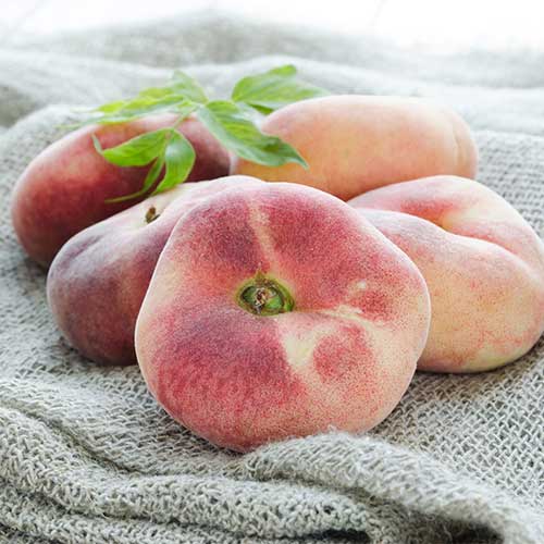 Broskyňa Saturn obrázok 1 artikel 5672