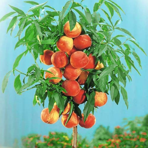 Broskyňa stĺpovitá Aida, С2 obrázok 1 artikel 1944