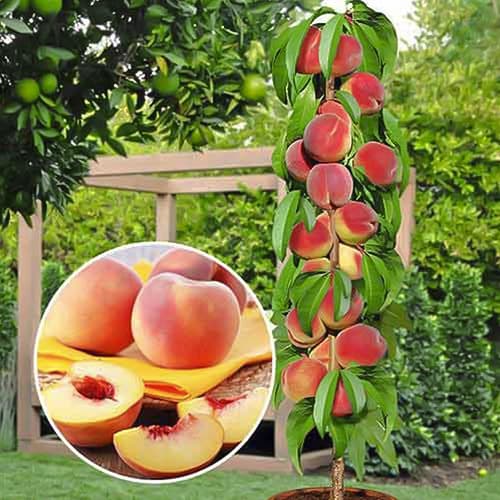 Broskyňa stĺpovitá Honey, С2 obrázok 1 artikel 1913